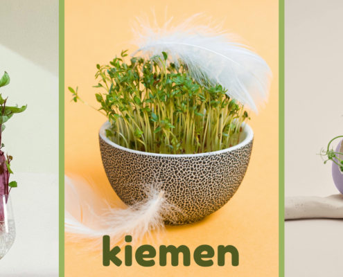 kiemen kleine krachtpatsers